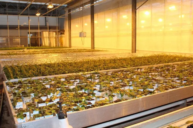 Virtual Grower Visit: De Opstal