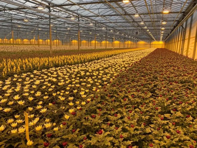 Virtual Grower Visit: J&A Flowers