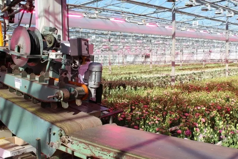 Virtual Grower Visit: Montana Lisianthus