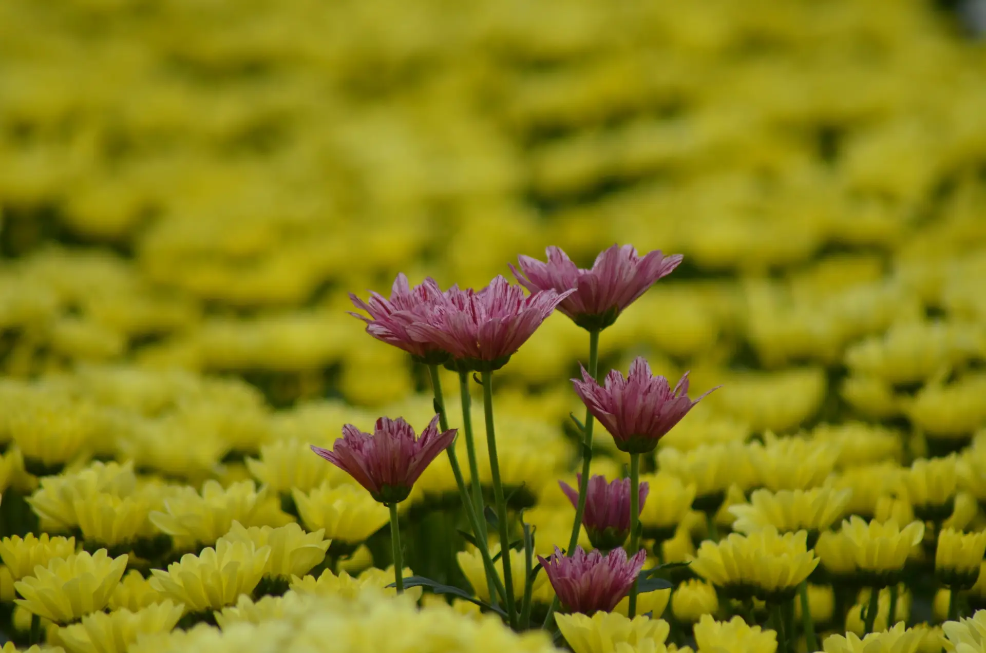 River Flowers