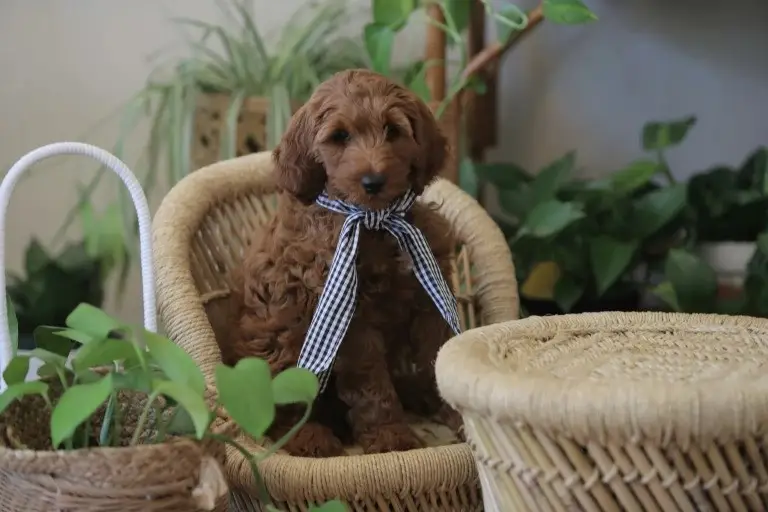 Pet-Friendly Plants That Are Safe for Dogs and Cats.