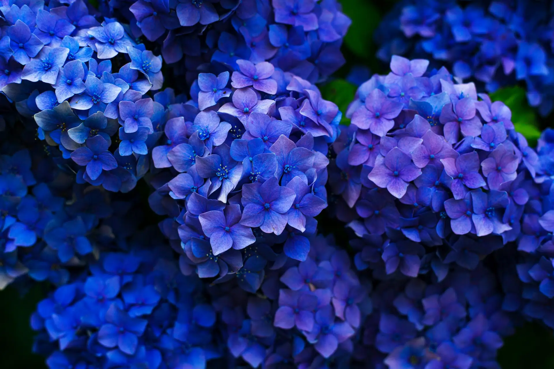 How to keep cut hydrangeas looking beautiful and to give them a longer life.