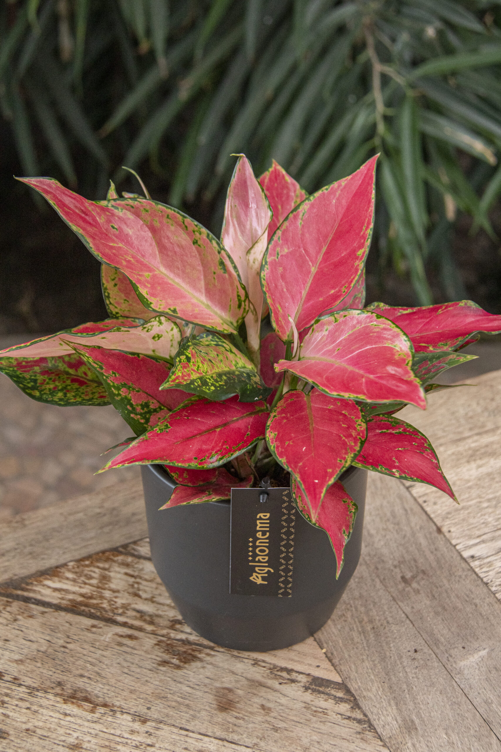 Aglaonema