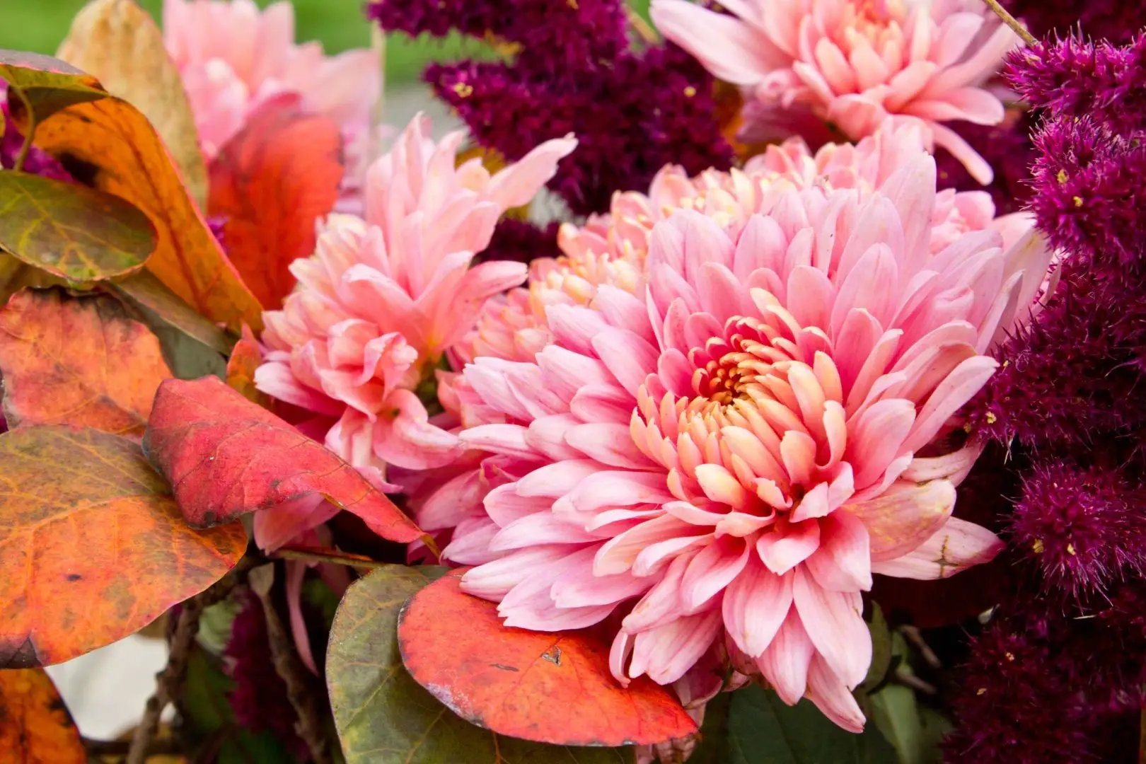 Top 10 autumn flowers to brighten up your home