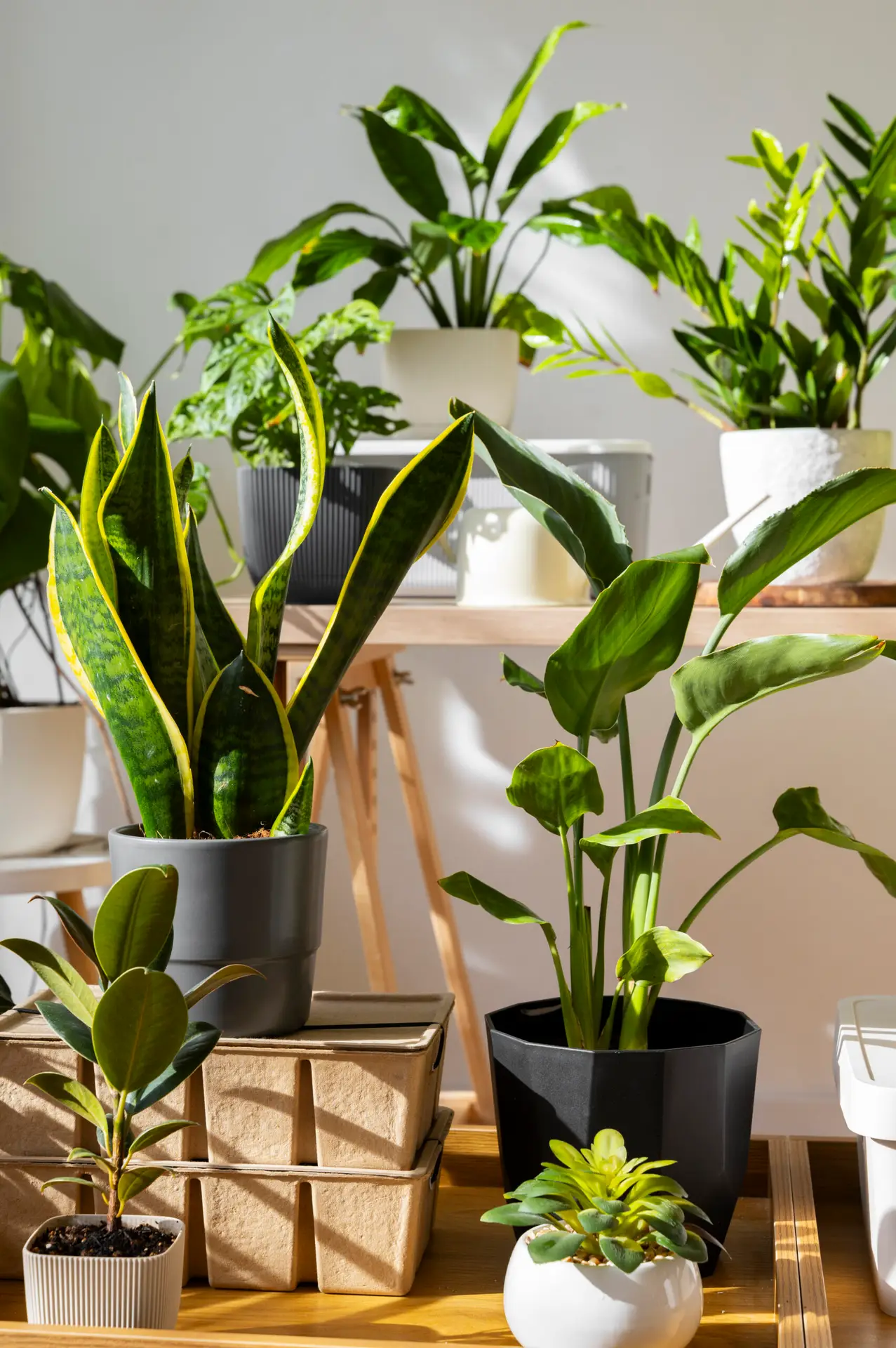 Busy Life, Beautiful Plants: 15 Easy-Care Options