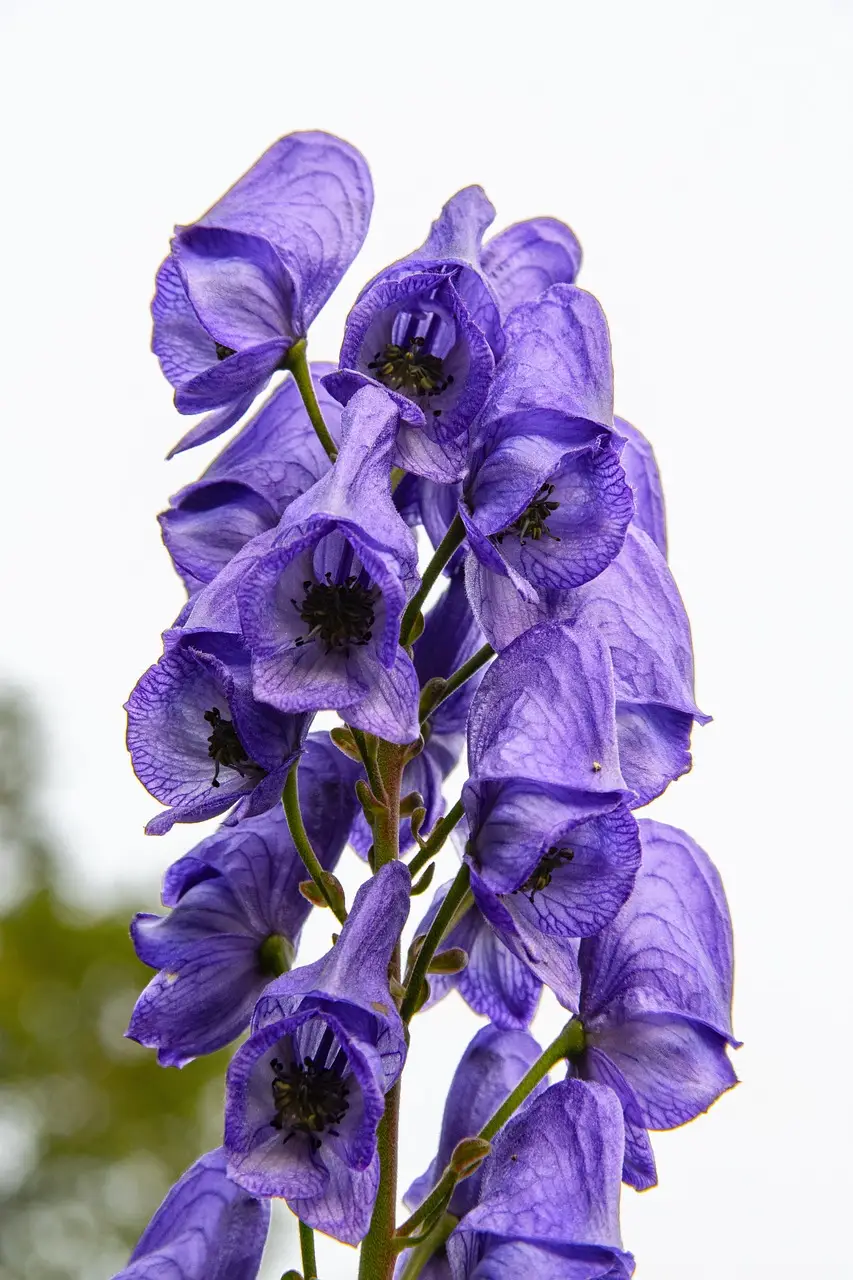 Aconitum