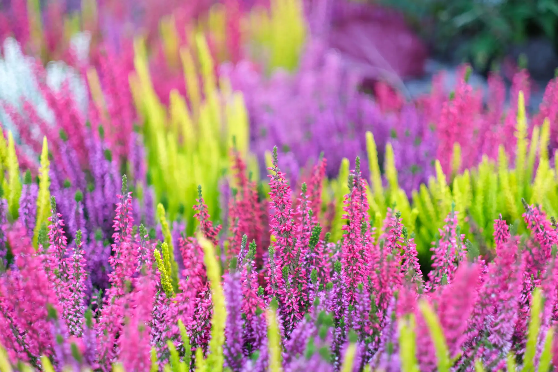 Calluna Beauty Ladies