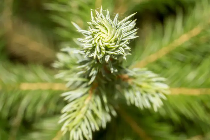 Picea conica