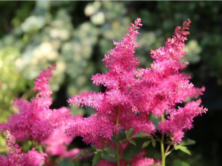 Astilbe