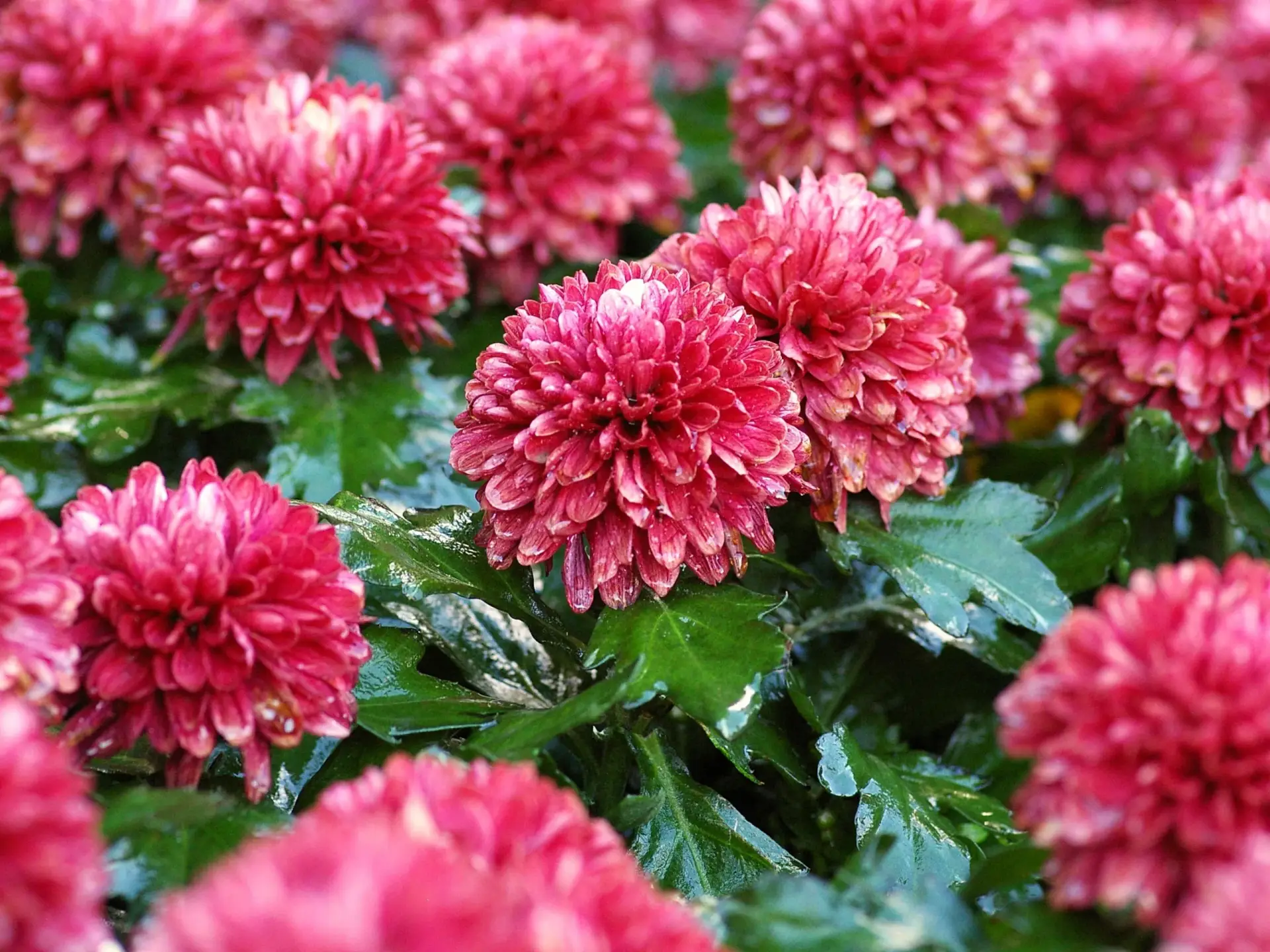 Chrysanthemum Santini