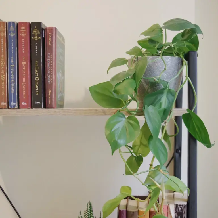 Philodendron