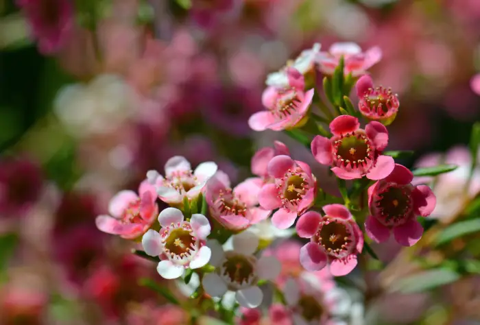 Waxflower