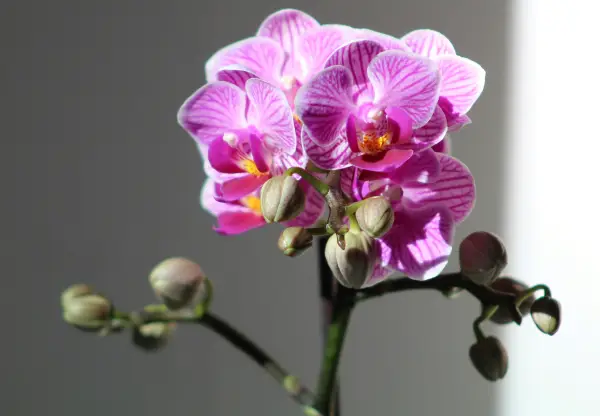 Phalaenopsis