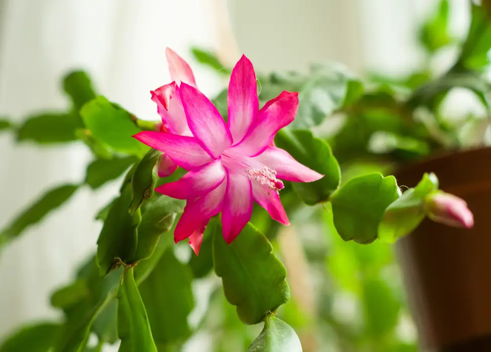 Schlumbergera