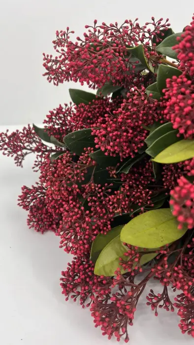 Skimmia