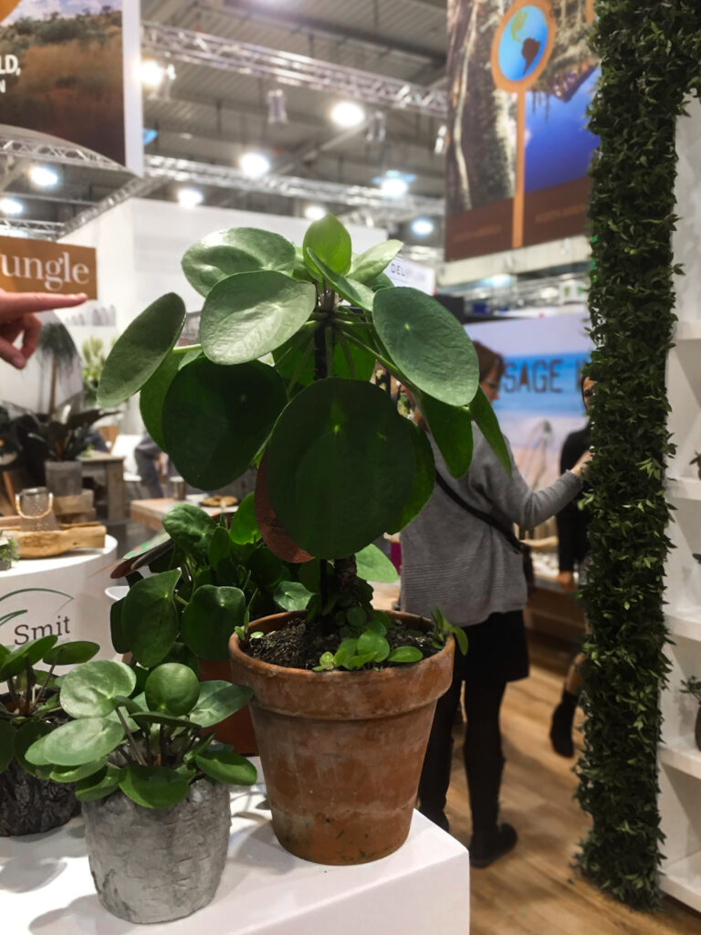 Unique green plants on display at IPM ESSEN 2025 highlighting sustainability in floriculture.