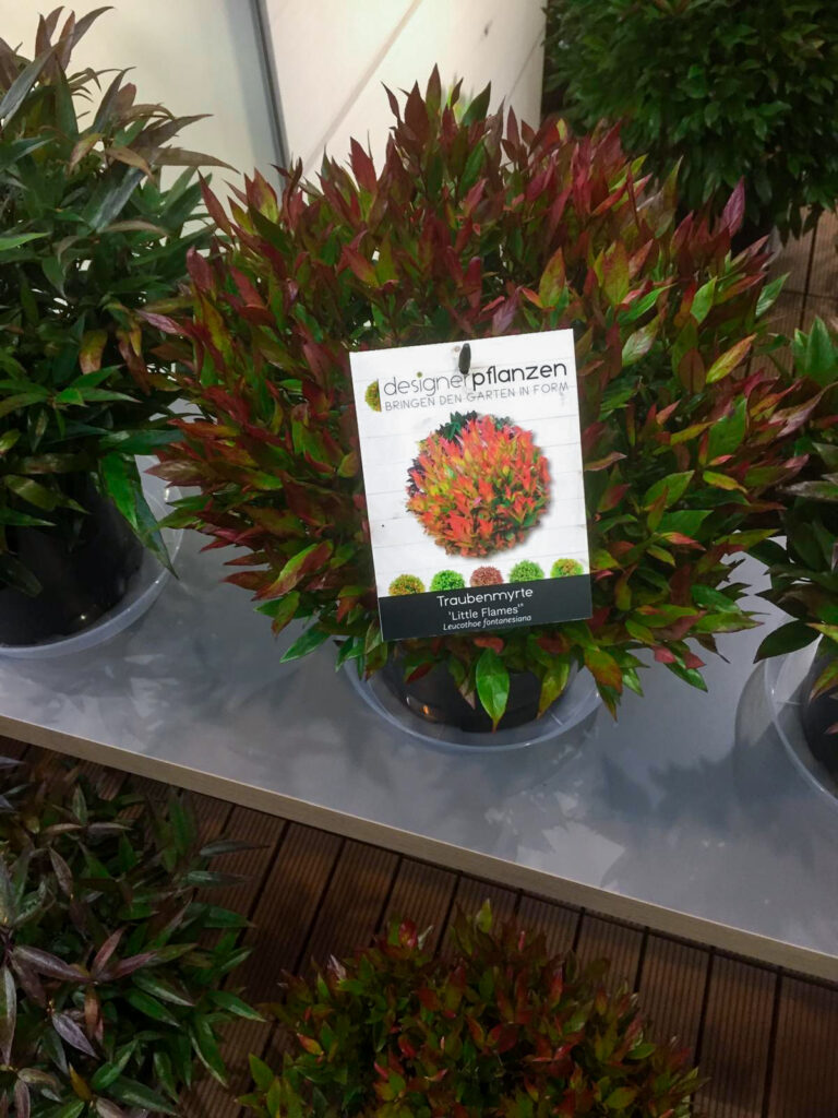 Shrubs and sustainable plant innovations at IPM ESSEN 2025 supporting the Future of the Floral Industry