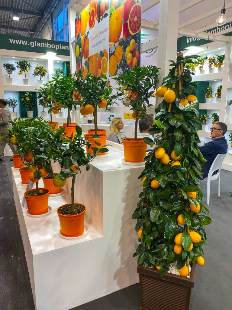 Lemon trees on display at IPM ESSEN 2025 showcasing innovations in the Future of the Floral Industry.