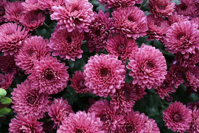 Chrysanthemums