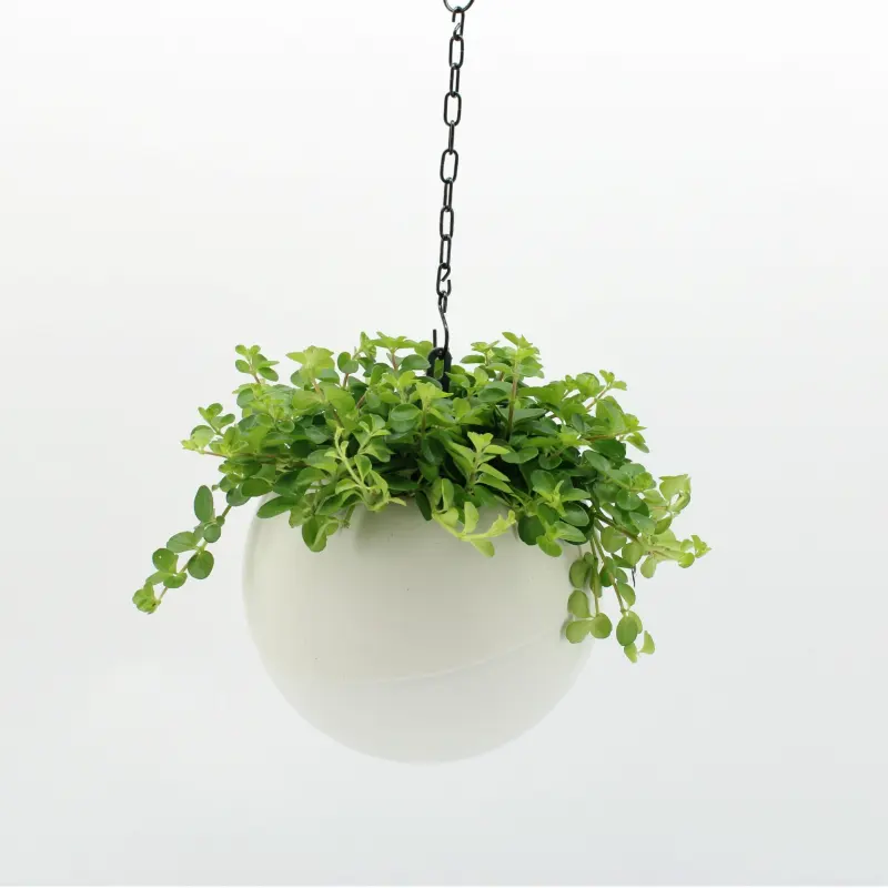 Peperomia